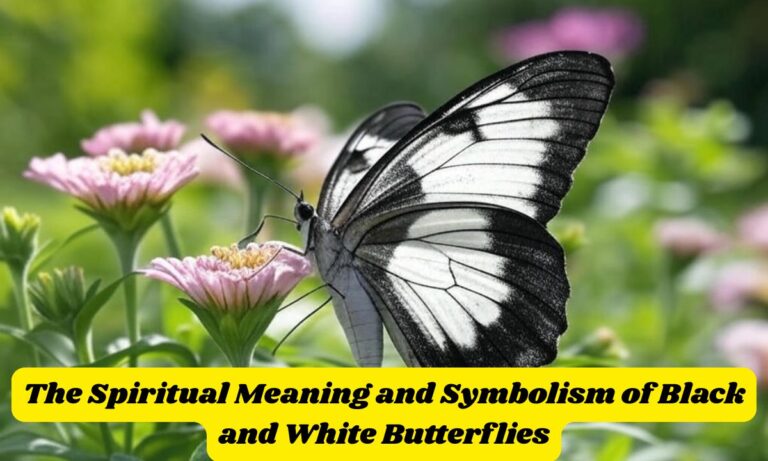 The Spiritual Meaning and Symbolism of Black and White Butterflies
