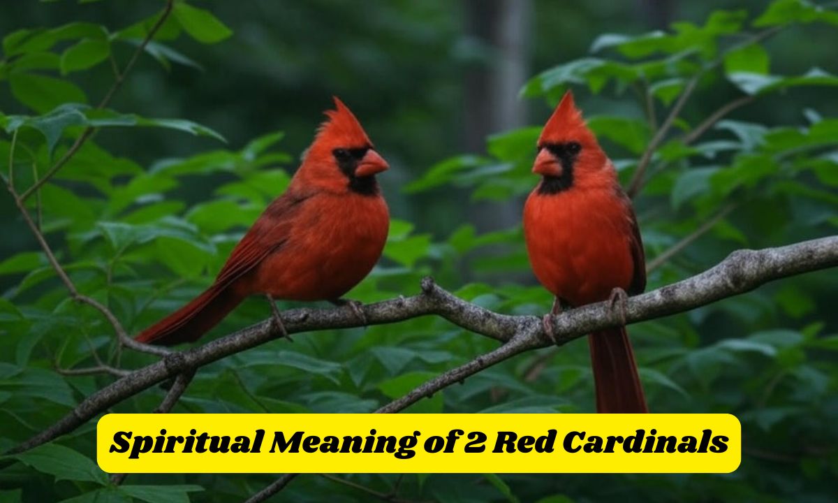 Spiritual Meaning of 2 Red Cardinals: Symbolism and Messages