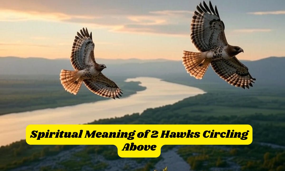 Spiritual Meaning of 2 Hawks Circling Above: Sky-bound Insights