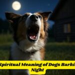 The Spiritual Meaning of Dogs Barking at Night