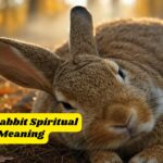 Dead Rabbit Spiritual Meaning: Symbolism & Interpretations